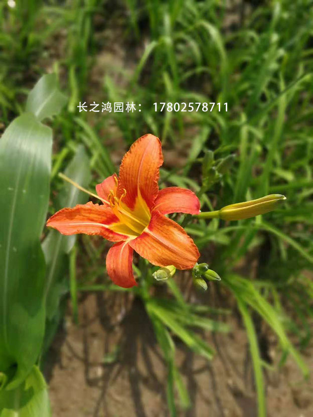 大花萱草的播種方法都有哪些？