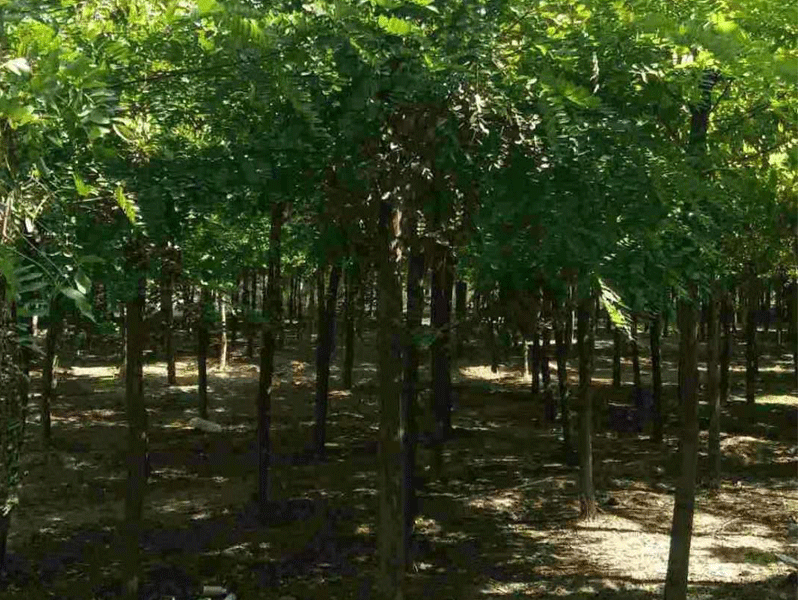 刺槐樹如何培育？刺槐樹田間管理
