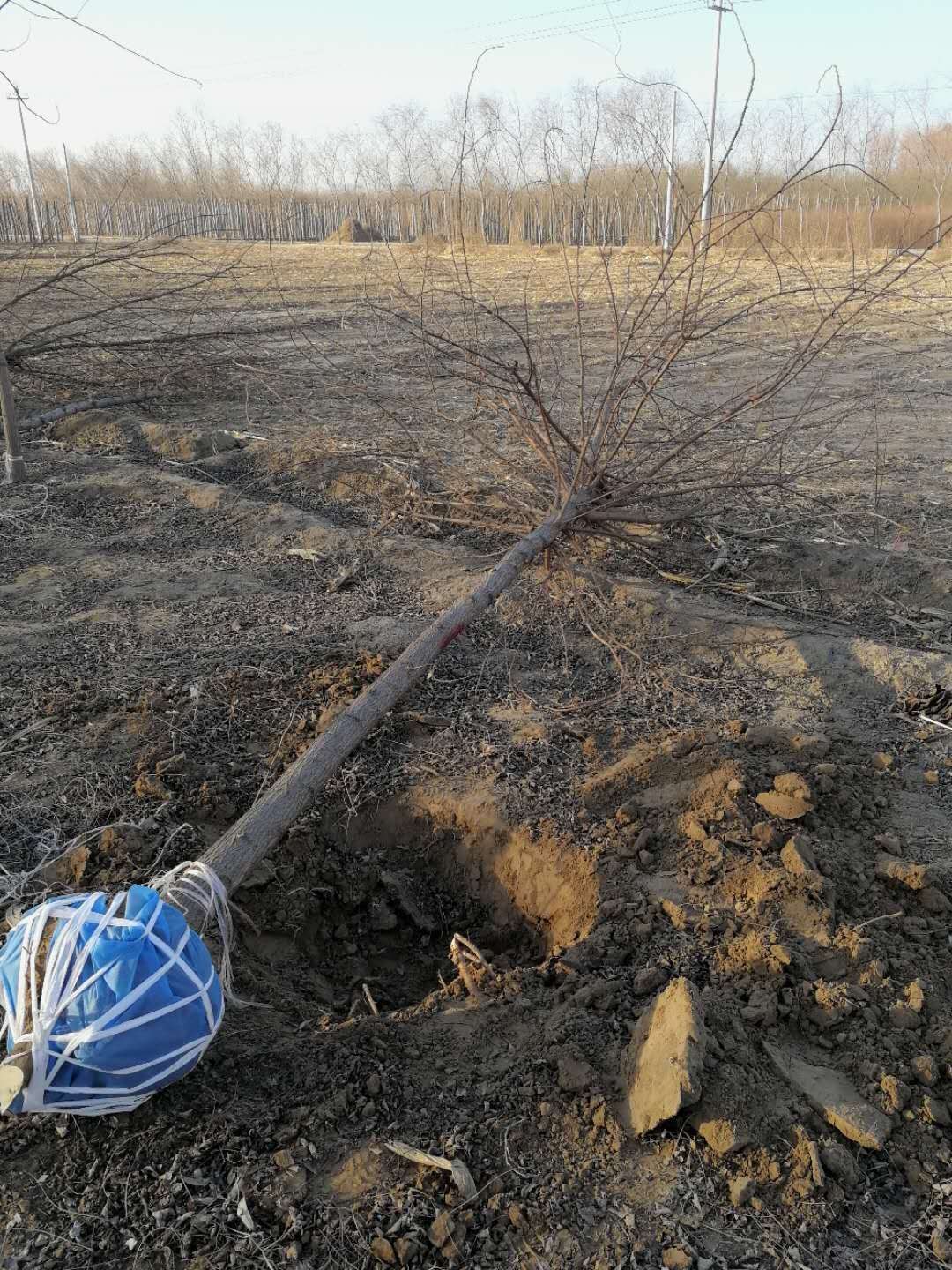 刺槐樹如何培育？刺槐樹田間管理