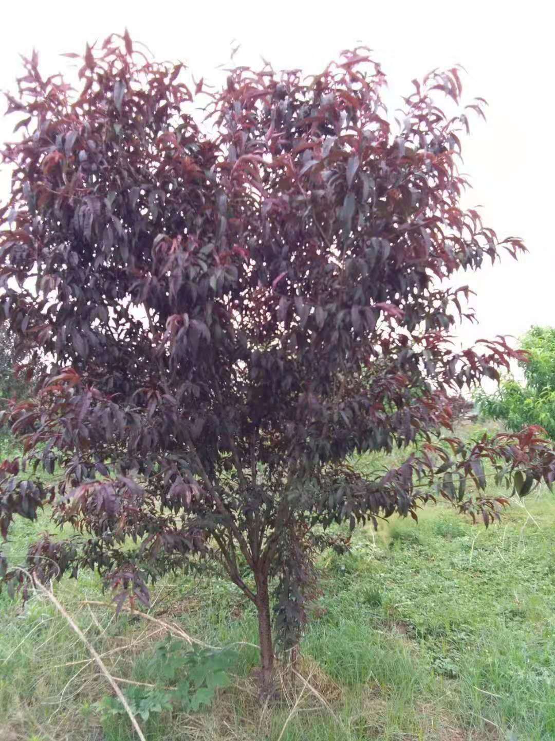 紅葉碧桃種植方法有哪些？