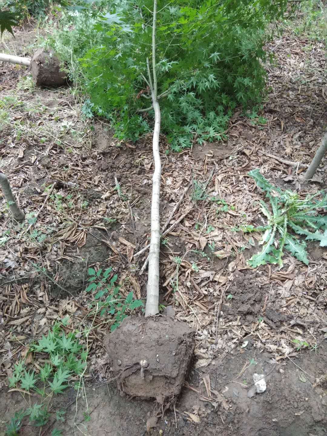 雞爪槭樹怎么養?看看雞爪槭樹的種植方法