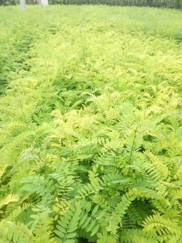 紫穗槐種植技術與管理要注意哪些細節(jié)