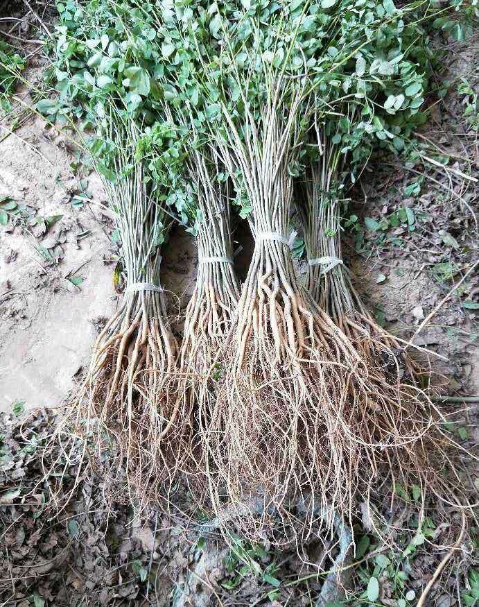 紫穗槐種植技術與管理要注意哪些細節(jié)
