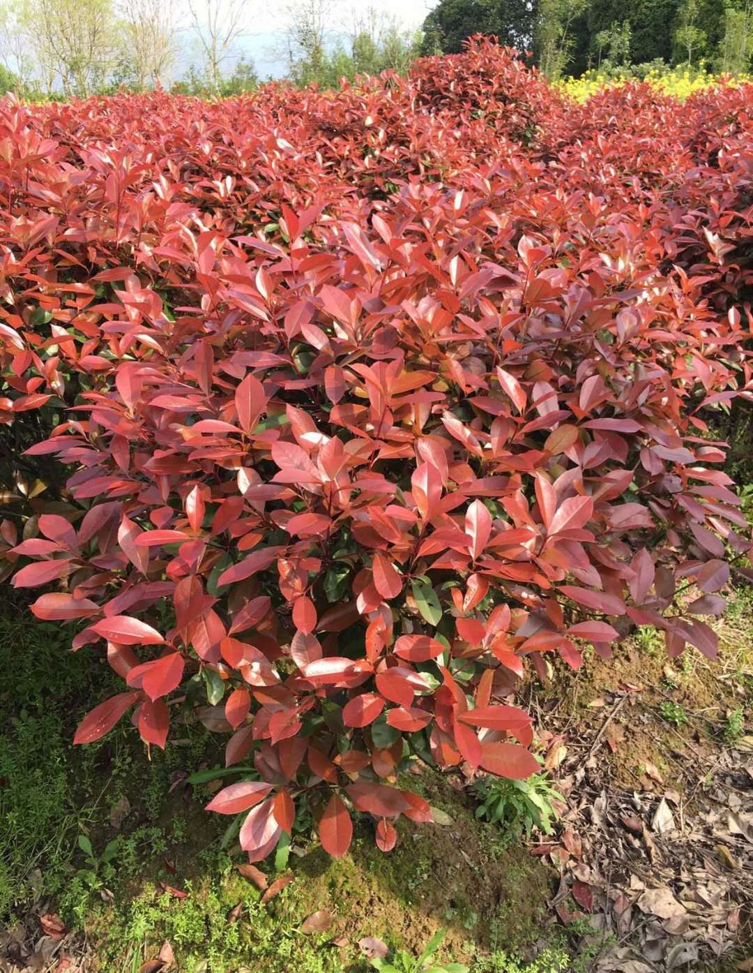 紅葉石楠球如何種植？有哪些好的養護方法