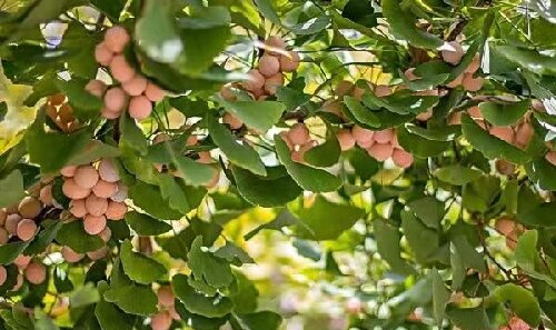 銀杏樹種子如何發(fā)芽?