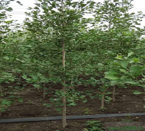 銀杏樹種子如何發(fā)芽?