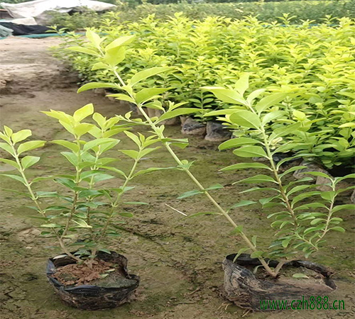 金葉女貞是什么植物 金葉女貞的特點介紹