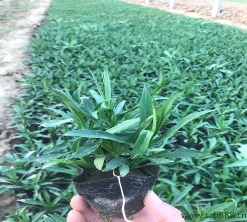 荷蘭菊扦插時(shí)間有哪些要求？