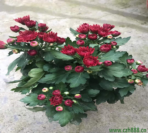 荷蘭菊扦插時(shí)間有哪些要求？