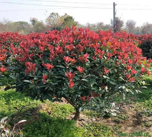 紅葉石楠什么時候修剪？ 紅葉石楠最佳修剪季節