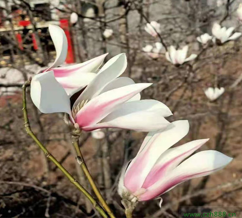 二喬玉蘭什么時間開花？ 常見的玉蘭種類有哪些？