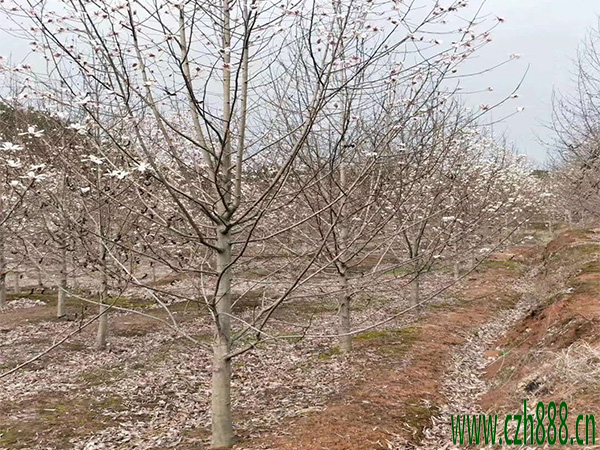 二喬玉蘭什么時間開花？ 常見的玉蘭種類有哪些？