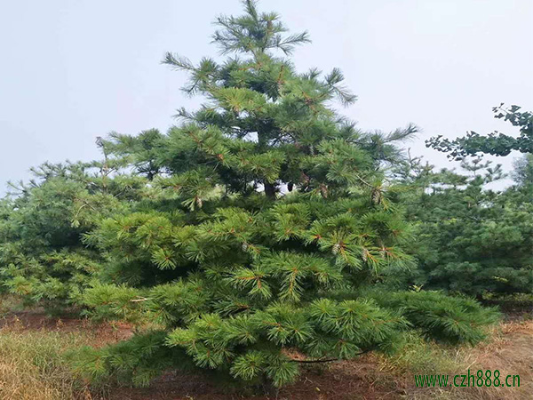 華山松的日常養(yǎng)護(hù) 華山松的病蟲害防治