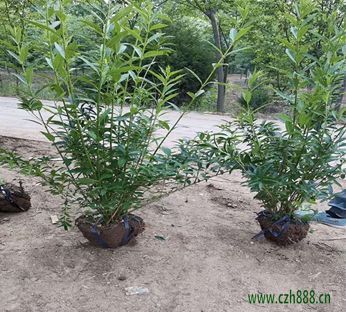 連翹的種植前景怎么養(yǎng)? 連翹的特性有哪些?