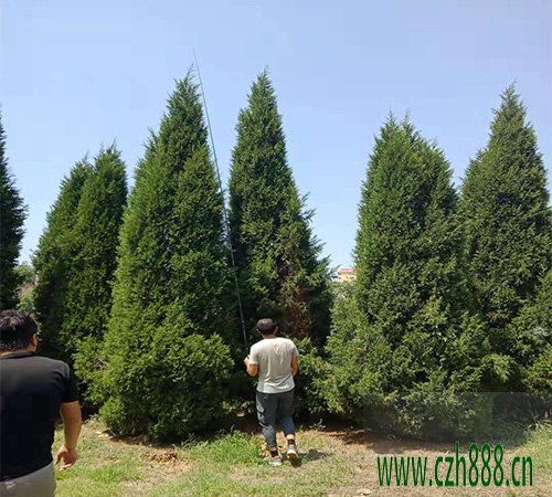 塔柏適合什么季節種植？ 塔柏種植的注意事項