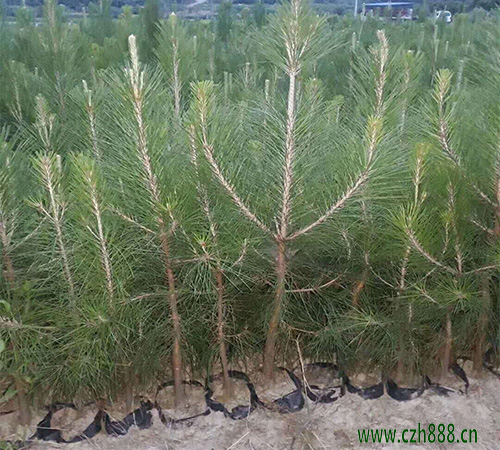 馬尾松盆景自己怎么養植? 馬尾松養植要點