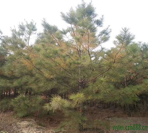 馬尾松盆景自己怎么養植? 馬尾松養植要點