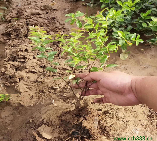 金焰繡線菊如何種植？ 金焰繡線菊種植方法和注意事項