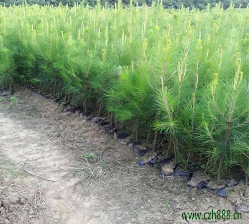 馬尾松樹苗種植有哪些方法?