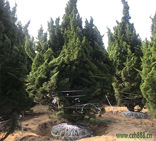龍柏的栽植與養(yǎng)護方法有哪些？看看這些細節(jié)