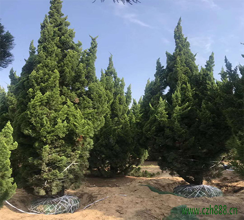 龍柏的栽植與養(yǎng)護方法有哪些？看看這些細節(jié)