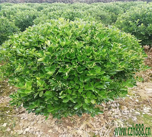 大葉黃楊球如何種植效果好？