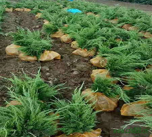 龍柏好不好種植？龍柏的栽植與養護方法