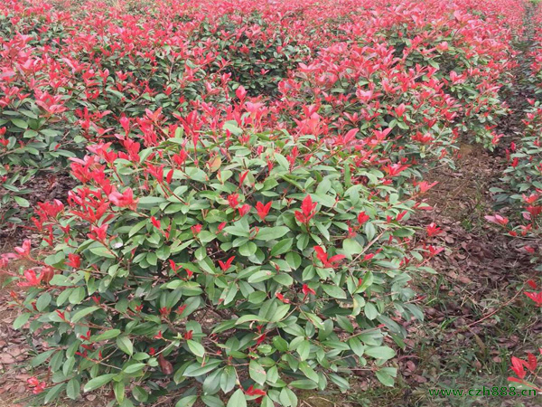 紅葉石楠有哪些病蟲害？ 紅葉石楠病蟲害防治方法