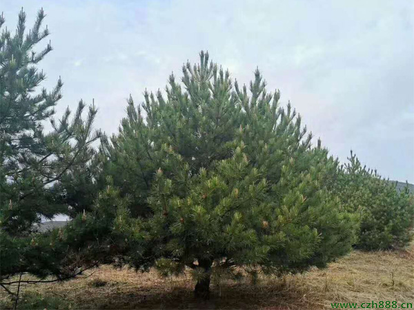 油松的生長習性是怎樣的？ 油松生長特征
