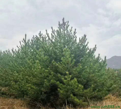 油松的生長習性是怎樣的？ 油松生長特征