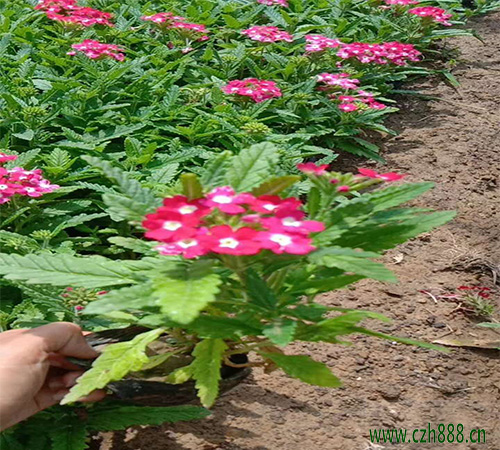 美女櫻什么時候種植比較合適？
