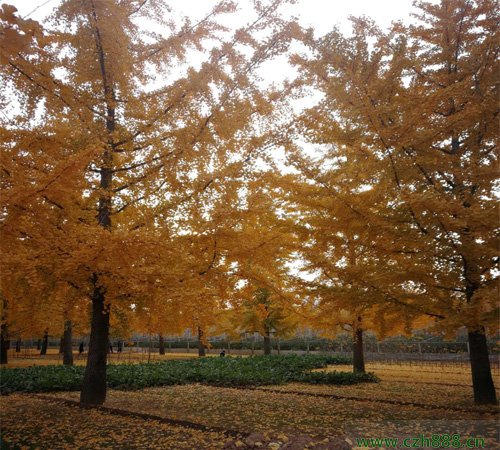 銀杏養(yǎng)殖方法介紹,一起看看這些細(xì)節(jié)