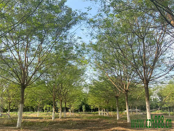 國槐大樹如何移植？ 國槐大樹的移植方法