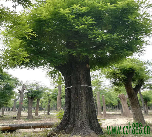 國槐大樹如何移植？ 國槐大樹的移植方法