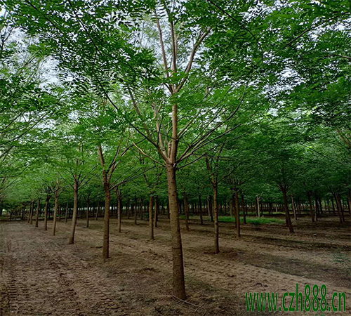 國槐大樹如何移植？ 國槐大樹的移植方法