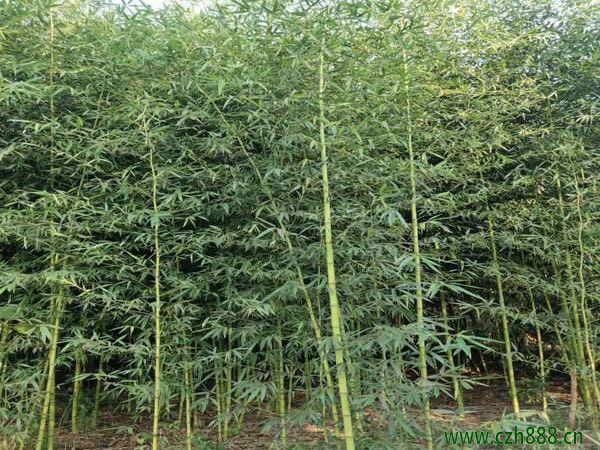 剛竹如何繁植 剛竹的繁植方法有哪些？