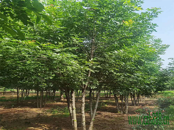 白蠟幼苗的養(yǎng)護管理 白蠟幼苗的病蟲害防治