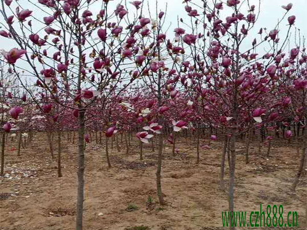 紫玉蘭一般什么時候開花？