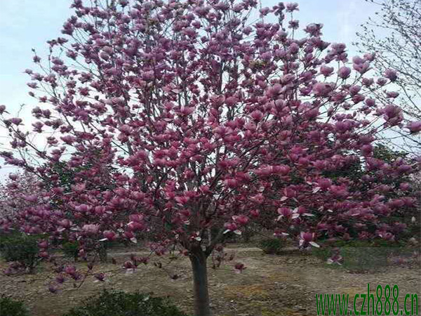 紫玉蘭一般什么時候開花？