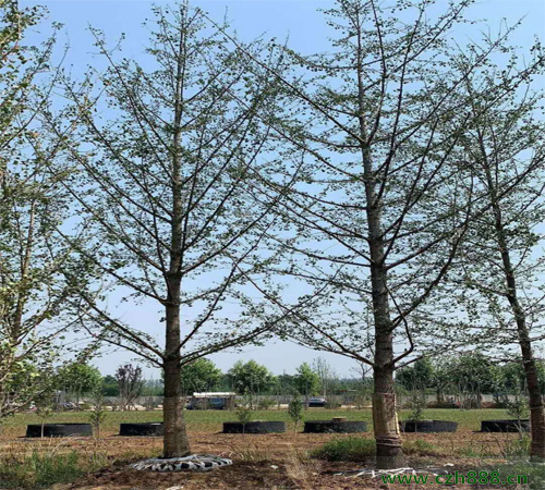 銀杏幾月開花? 銀杏的經(jīng)濟(jì)價(jià)值