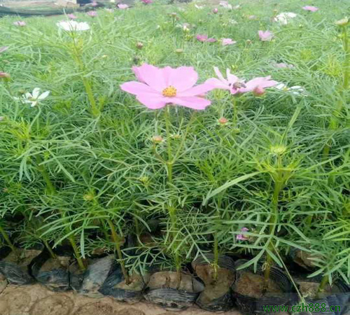波斯菊適合什么時候種植？ 波斯菊的種植時間和方法