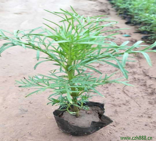 波斯菊適合什么時候種植？ 波斯菊的種植時間和方法