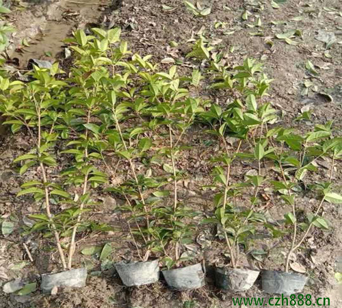 桂花樹適合在幾月播種？ 桂花樹耐寒嗎？