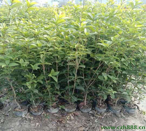 桂花樹適合在幾月播種？ 桂花樹耐寒嗎？