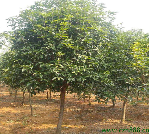 桂花樹適合在幾月播種？ 桂花樹耐寒嗎？