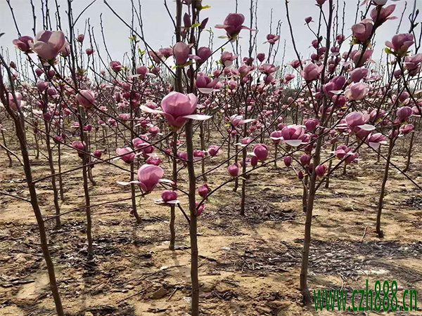 榆葉梅如何修剪?榆葉梅剪方法介紹