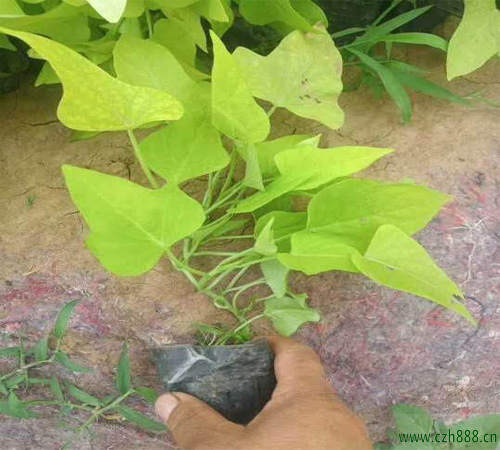 種植金葉薯的注意事項有哪些? 金葉薯何時采收