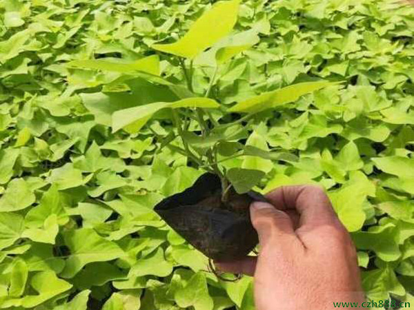 種植金葉薯的注意事項有哪些? 金葉薯何時采收