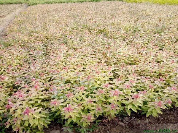 金焰繡線菊的形態(tài)特征  金焰繡線菊的經(jīng)濟價值