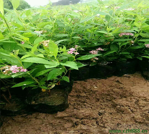 金焰繡線菊的形態(tài)特征  金焰繡線菊的經(jīng)濟價值